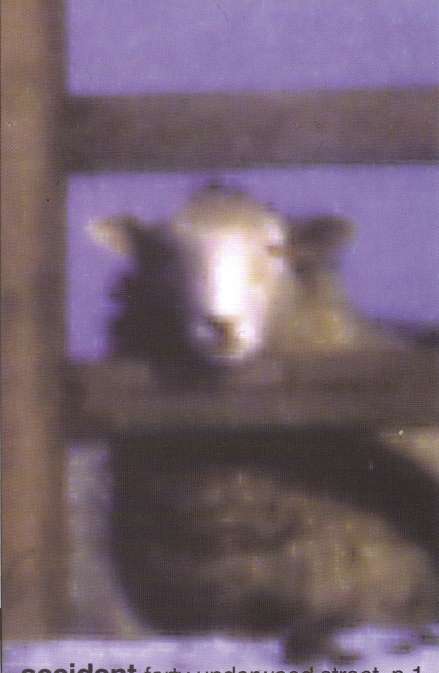 Sheep.jpg (21104 bytes)